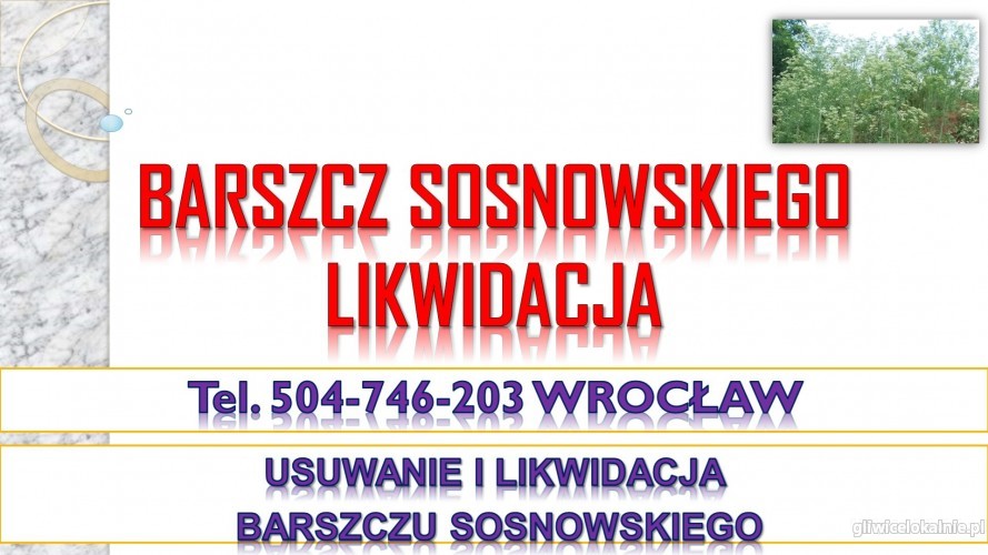 Usuwanie barszczu Sosnowskiego, cena, tel. 504-746-203, likwidacja,