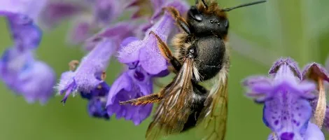 Pszczoły murarki - zapylacze do ogrodu