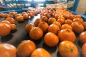 Holandia-Praca na produkcji dla Pań i Panów Holandia-Praca na produkcji dla Pań i Panów