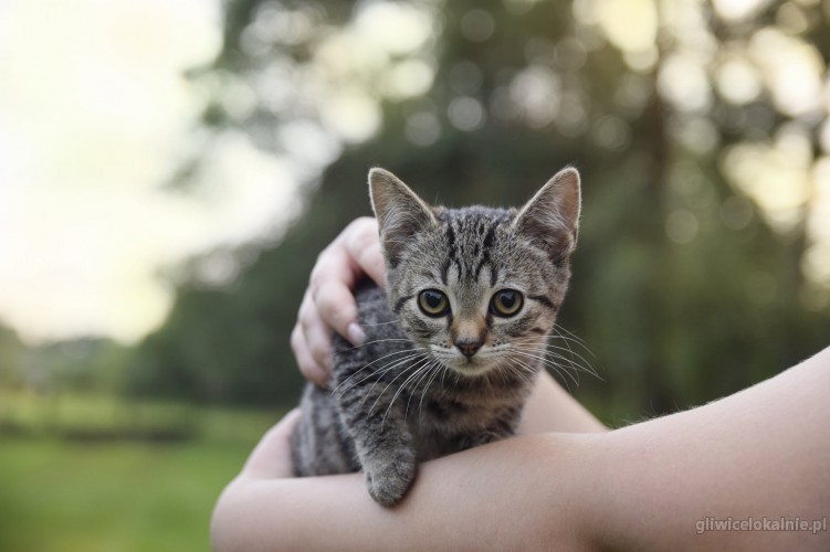 sliczna-3-miesieczna-kicia-do-adopcji-56637-sprzedam.jpg