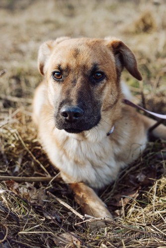 spokojny-mlodziutki-chudy-psi-podrostek-szuka-domu-61085-sprzedam.jpg