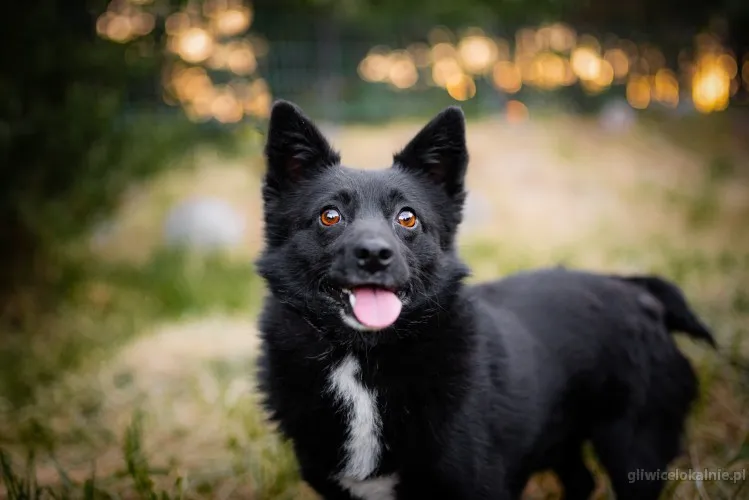 dwa-maluchy-wychowane-wesole-psiaki-do-adopcji-63638-gliwice.webp