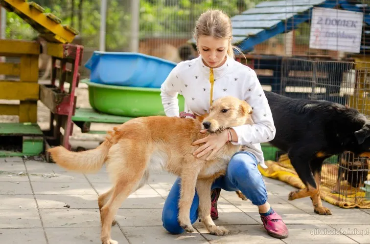 rysiek-wesoly-rozesmiany-niekonfliktowy-psiak-63745-sprzedam.webp