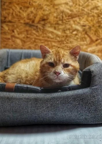 garfield-ulozony-spokojny-kotek-szuka-domu-63891-gliwice.webp