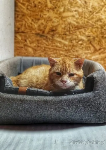 garfield-ulozony-spokojny-kotek-szuka-domu-63891-sprzedam.webp