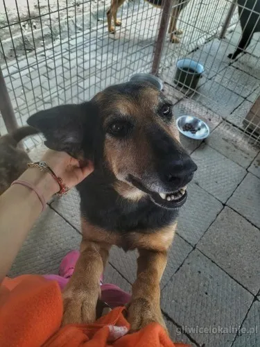 Cudowna Dalia, pies ideał szuka domu!