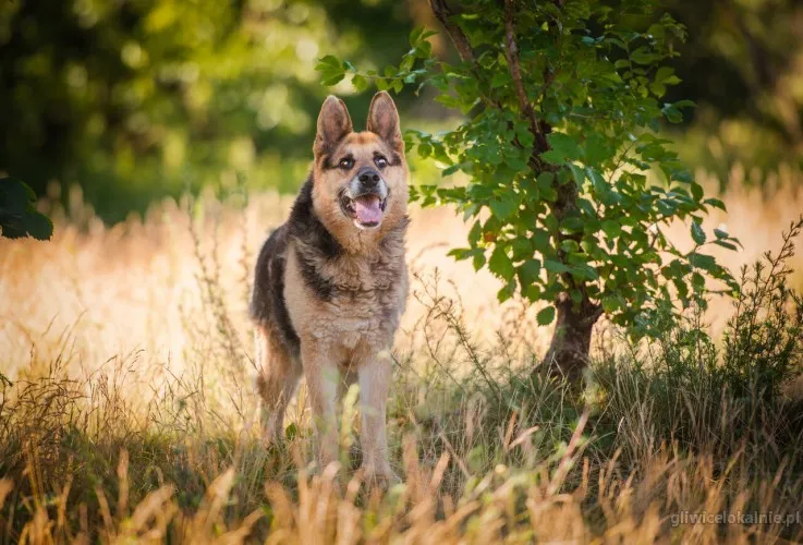 flapy-niekonfliktowy-lagodny-owczarek-do-adopcji-64200-gliwice-foto.webp