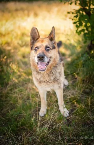 flapy-niekonfliktowy-lagodny-owczarek-do-adopcji-64200-gliwice-na-sprzedaz.webp