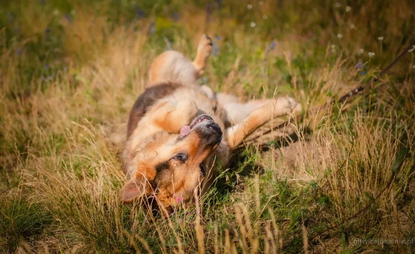 flapy-niekonfliktowy-lagodny-owczarek-do-adopcji-64200-gliwice.webp