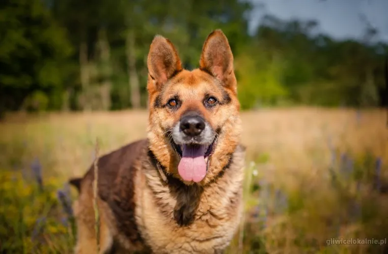 flapy-niekonfliktowy-lagodny-owczarek-do-adopcji-64200-sprzedam.webp