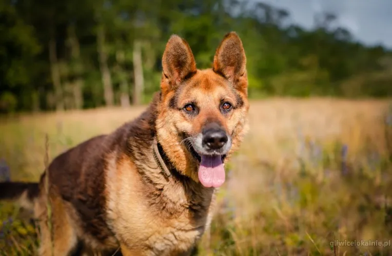 flapy-niekonfliktowy-lagodny-owczarek-do-adopcji-64200-zdjecia.webp