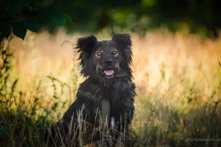 usio-cudowny-lagodny-wyjatkowy-psiak-64391-gliwice-foto.webp