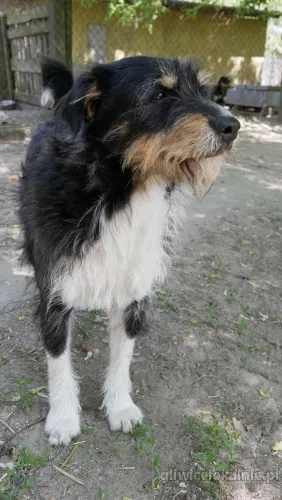kacper-sierotka-po-zmarlej-opiekunce-szuka-domu-65153-gliwice.webp