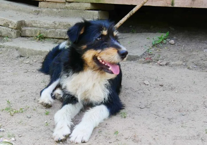 kacper-sierotka-po-zmarlej-opiekunce-szuka-domu-65153-zdjecia.webp
