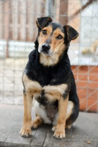tedzia-sympatyczna-niekonfliktowa-nieduza-sunia-66154-zdjecia.webp